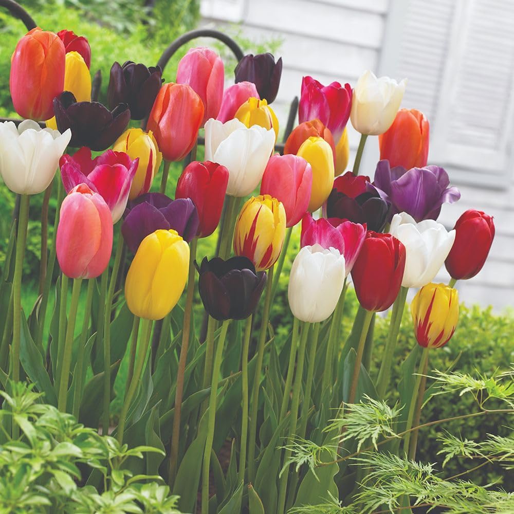 Thompson & Morgan Tulip 'everlasting Mixed' - 16 Bulbs