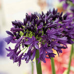 Agapanthus 'blackjack' – Rhs Chelsea Plant Of The Year 2023 | Set of 1