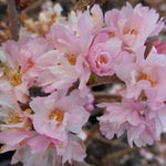 Prunus Autumnalis Rosea Flowering Cherry Tree 5-6ft Supplied In A 7.5 Litre Pot