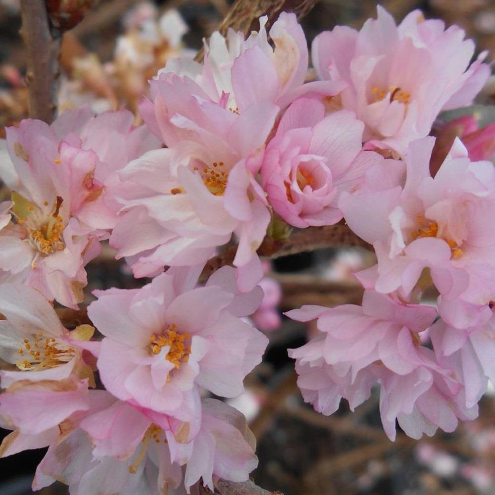 Prunus Autumnalis Rosea Flowering Cherry Tree 5-6ft Supplied In A 7.5 Litre Pot