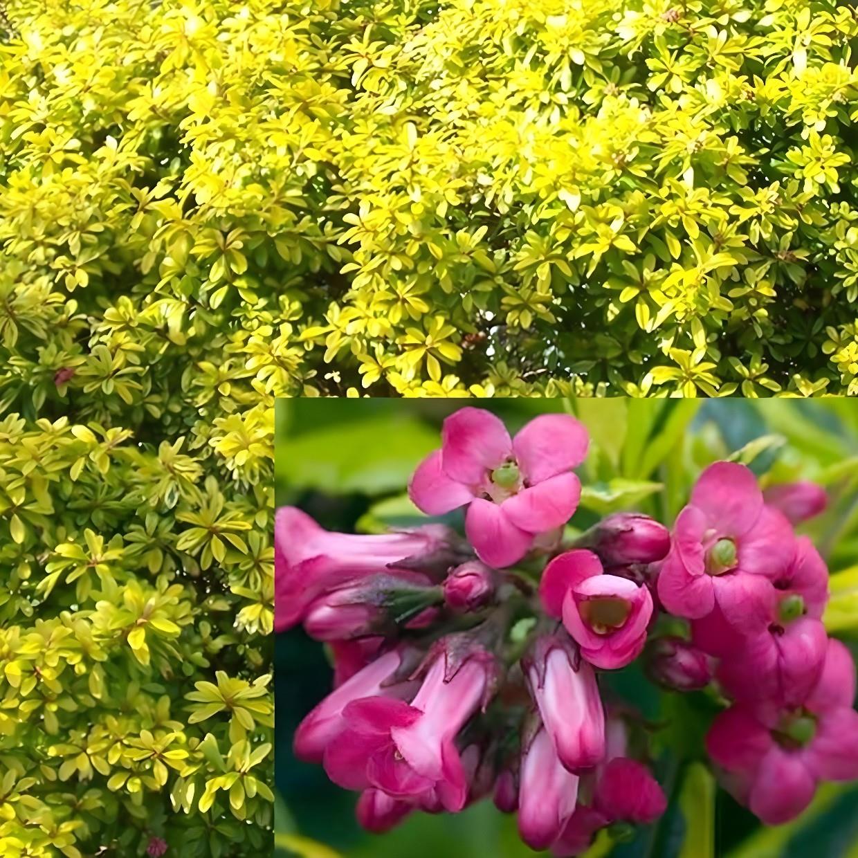 Direct Plants Escallonia Golden Ellen Evergreen Garden Shrub Plant