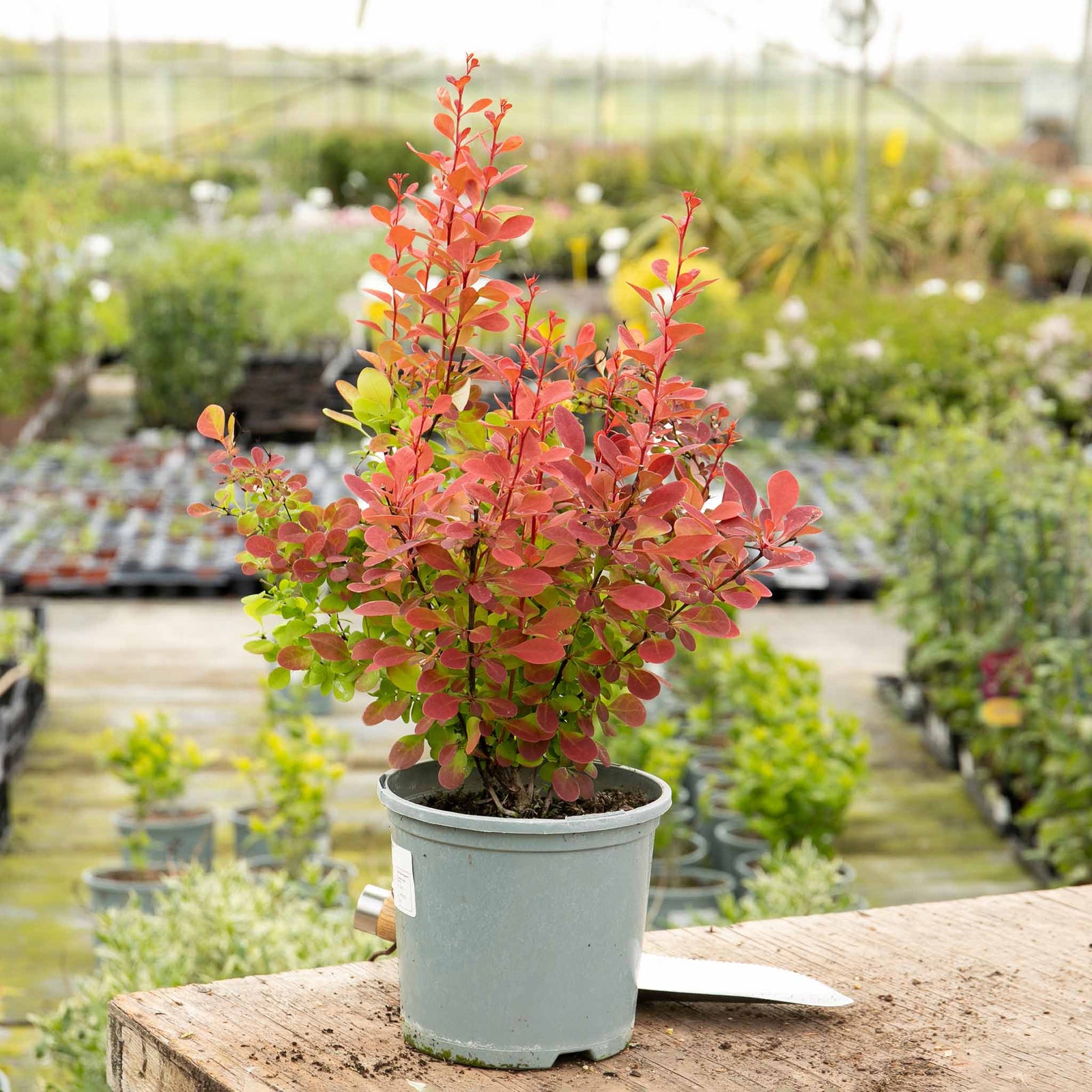 Berberis 'orange Rocket' Shrub Pot | 1 x 9cm | Orange