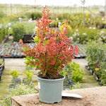 Berberis 'orange Rocket' Shrub Pot | 1 x 3L | Orange