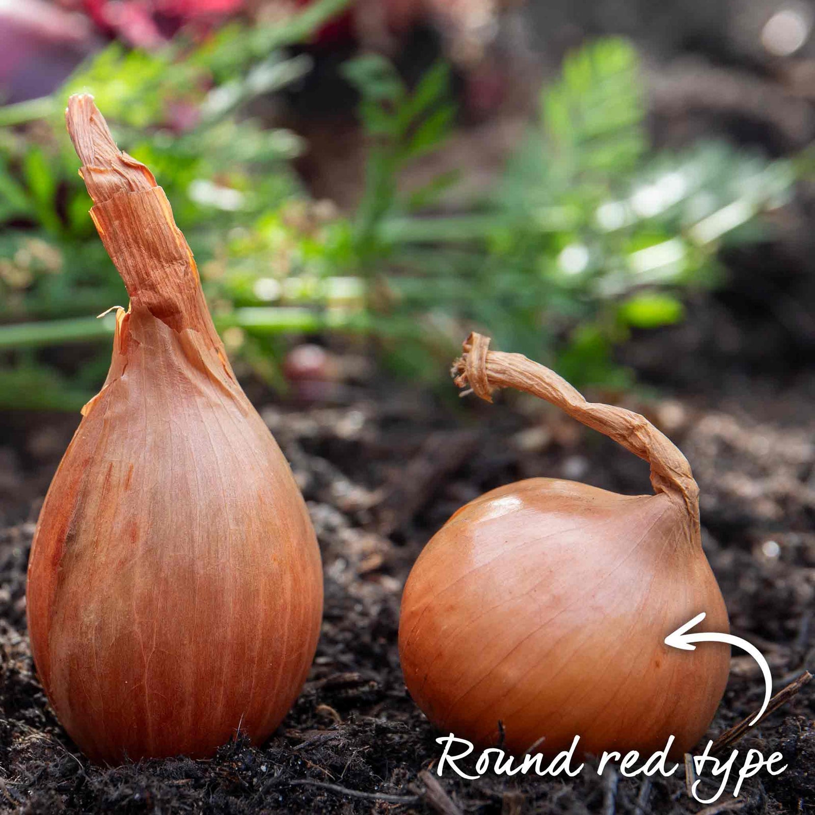 Shallot Sets Red Sun Sets | Set of 15