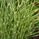 Miscanthus 'little Tiger' Dwarf Ornamental Grass | 1 x 9cm