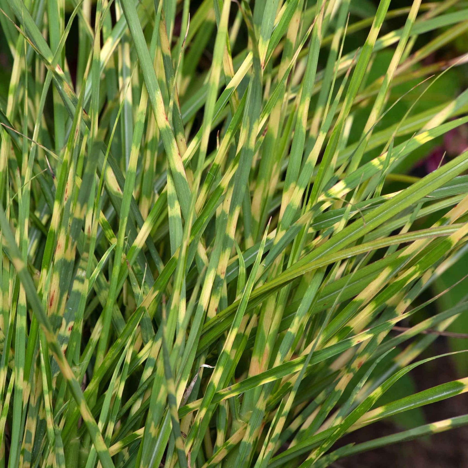 Miscanthus 'little Tiger' Dwarf Ornamental Grass | 1 x 9cm