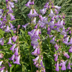 Hayloft Penstemon Collection - 6 Different Penstemon Plants Chosen From The Best In Our Nursery