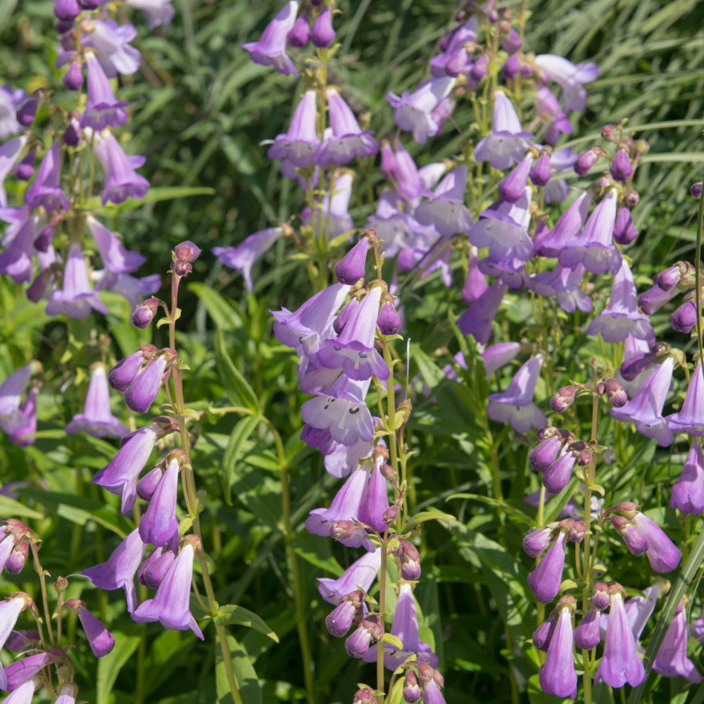 Hayloft Penstemon Collection - 6 Different Penstemon Plants Chosen From The Best In Our Nursery