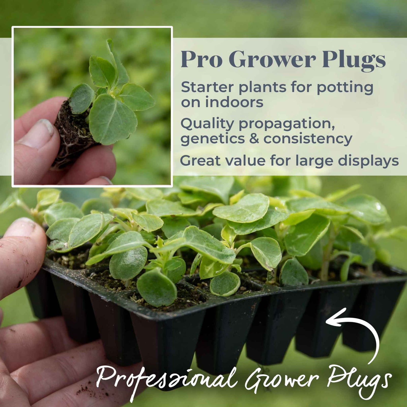 Busy Lizzie Beacon Select Mix - Disease-resistant Bedding Impatiens | 20 x Pro Grower Plugs | Multi