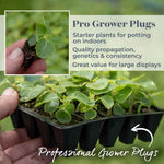 Busy Lizzie Beacon Select Mix - Disease-resistant Bedding Impatiens | 60 x Pro Grower Plugs | Multi