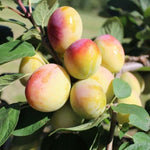 Direct Plants Dwarf Patio Aprimira Miracot Golden Plum Fruit Tree 3-4ft Supplied In A 5 Litre Pot