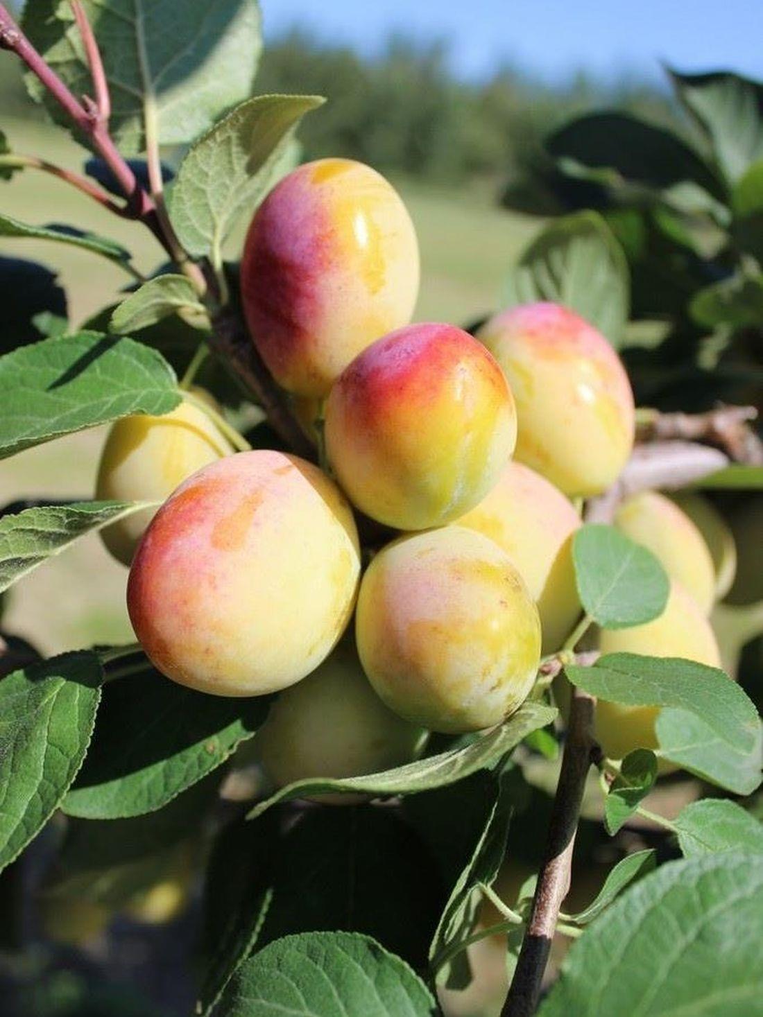Direct Plants Dwarf Patio Aprimira Miracot Golden Plum Fruit Tree 3-4ft Supplied In A 5 Litre Pot