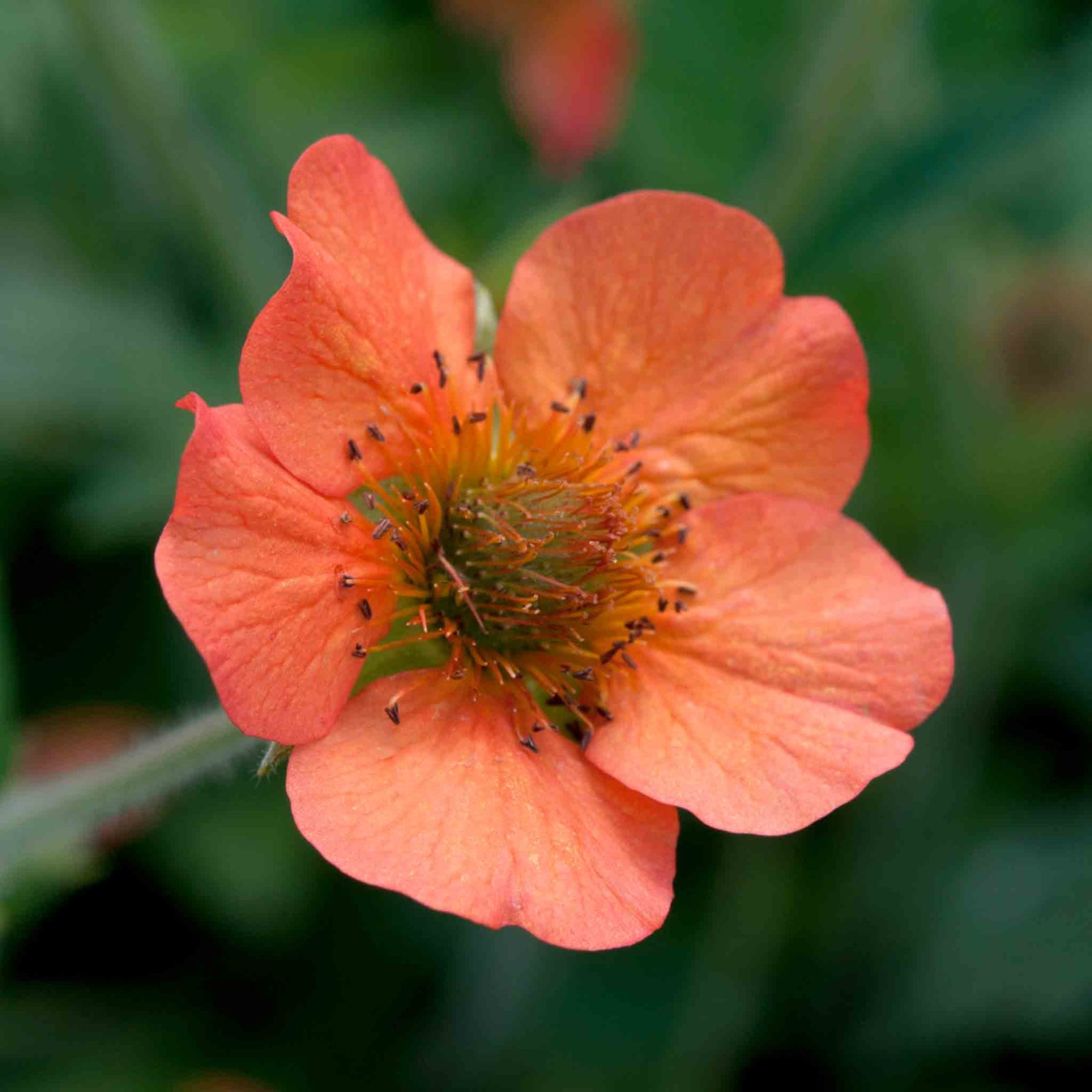 Geum 'totally Tangerine' Tangerine-orange Perennial | 3 x Jumbo Plugs | Multi
