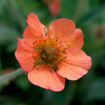 Geum 'totally Tangerine' Tangerine-orange Perennial | 3 x 9cm | Multi