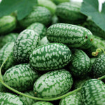 Cucamelon (mexican Gherkin) | 6 x Jumbo Plugs | Green