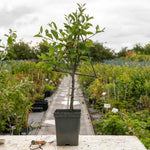 Patio Apple Tree Golden Delicious 1 M | 1 x2l