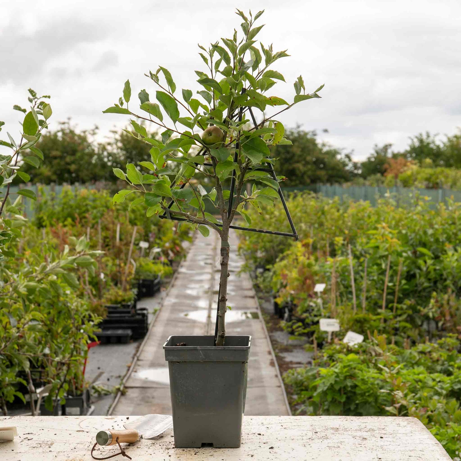 Patio Apple Tree Golden Delicious 1 M | 1 x 5L Espalier