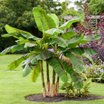 Musa Sikkimensis ‘Ever Red’ - Banana Plant - 1 x 9cm Pot