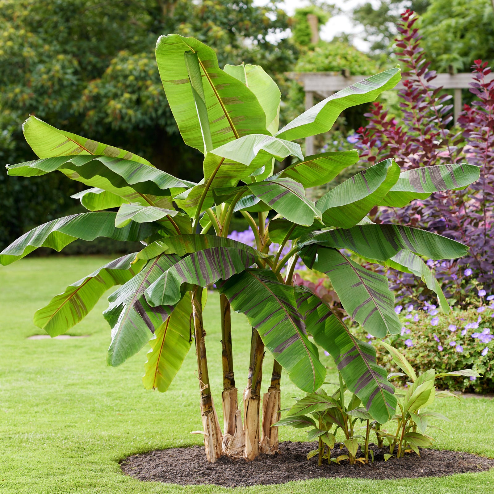 Musa Sikkimensis ‘Ever Red’ - Banana Plant - 1 x 9cm Pot