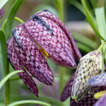 Snake's Head Fritillary - Fritillaria 'Meleagris' - Flower Bulbs | Set of 60 | Multi Colour