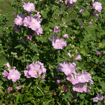 Lavatera 'marshmallow Strawberry Cream' Compact Pink-flowering Shrub To 150 Cm Plant | 1 x 9cm | Purple