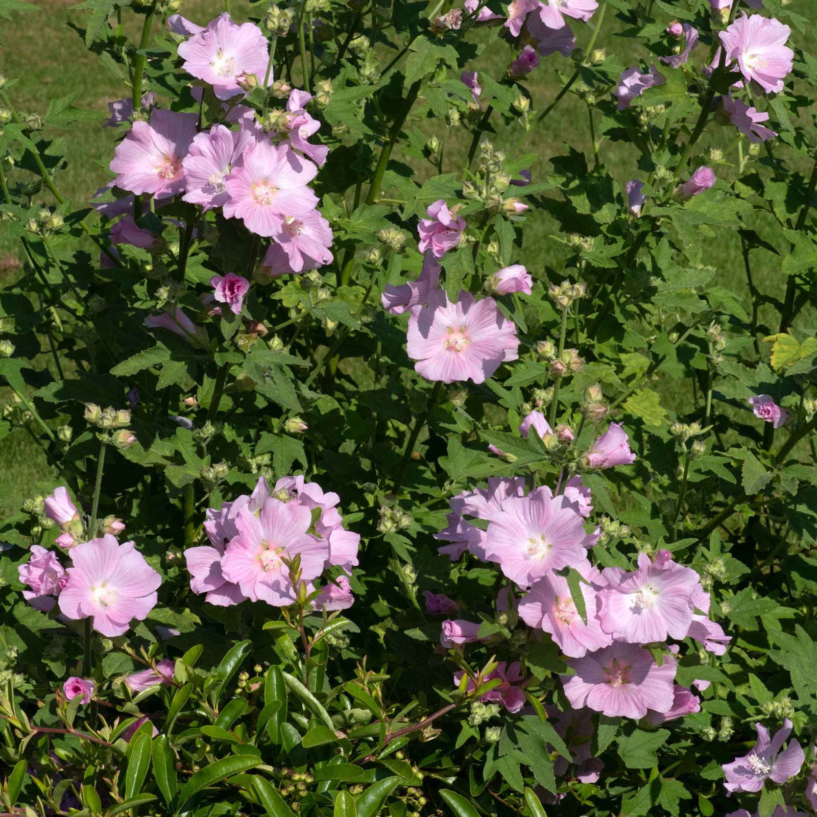 Lavatera 'marshmallow Strawberry Cream' Compact Pink-flowering Shrub To 150 Cm Plant | 1 x 9cm | Purple