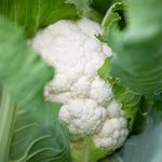 Clubroot-resistant Brassica Collection - 4 Varieties | 64 x Pro Grower Plugs | Multi