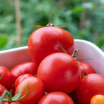 Cordon Tomato 'ailsa Craig' Classic Salad Variety 9cm Plants | Set of 6