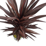 Artificial 85cm Dark Red Yucca Plant