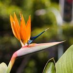 Strelitzia Reginae - Bird Of Paradise - Height 80-100cm - Pot 27cm | Orange