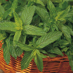 Marshalls Garden Mint 'moroccan'  Plants