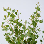 Gum Bush - 2 Pcs. - Eucalyptus 'botanic Hearts' - Height 35-45cm - ⌀15cm | Set of 2 | Yellow