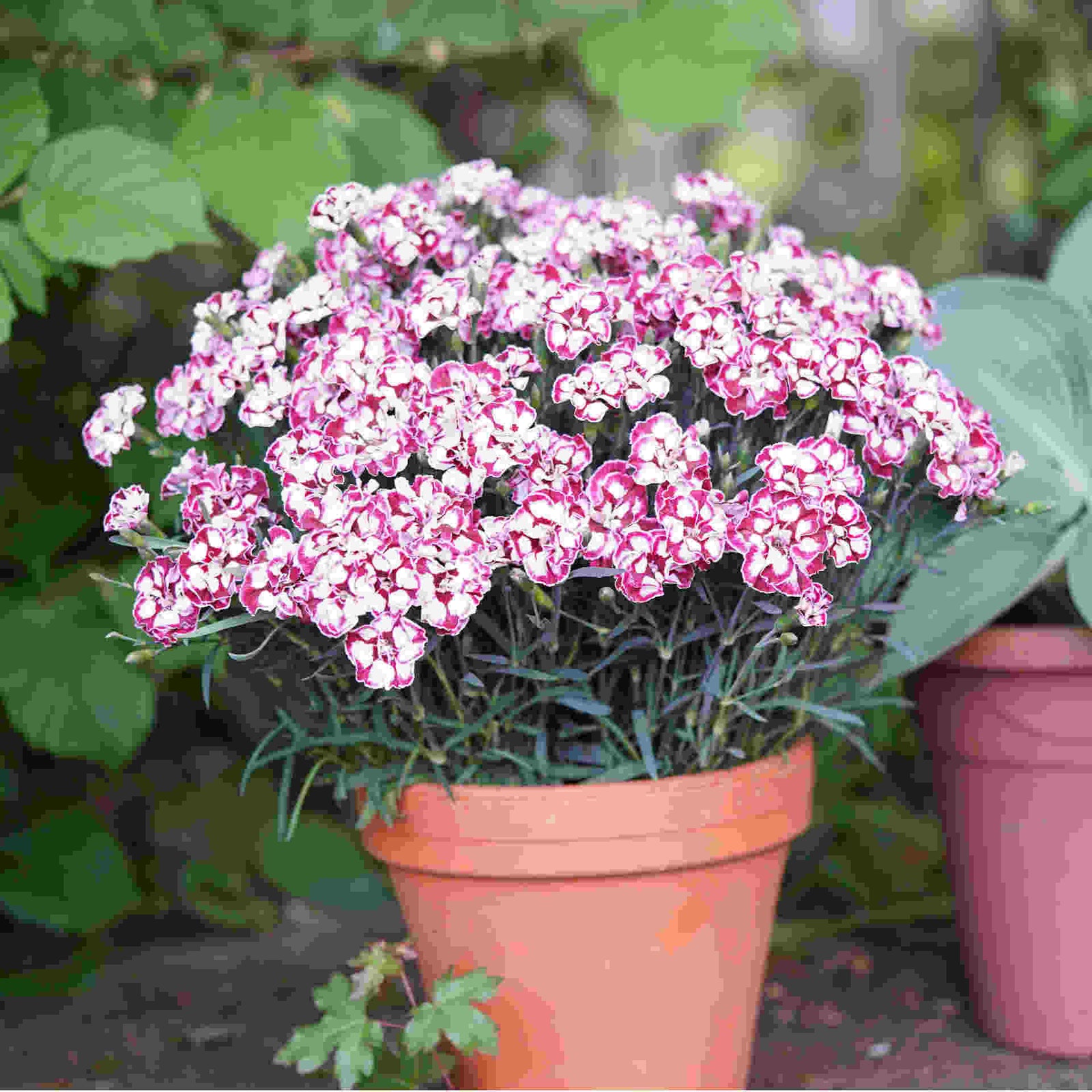 The Tireless Dianthus Diantica Collection - Plug Plants | Set of 15 | Multi