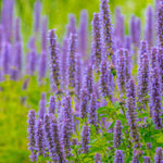Agastache Blue Fortune - Giant Hyssop - 3 x 9 Cm Pots