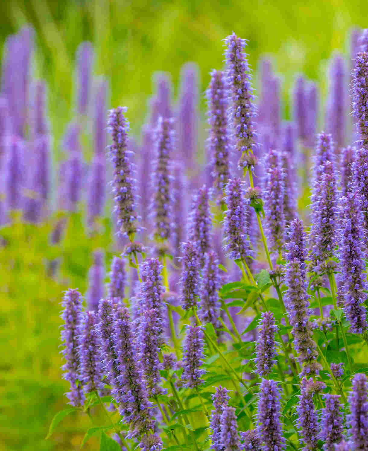 Agastache Blue Fortune - Giant Hyssop - 3 x 9 Cm Pots