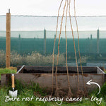 Raspberry 'tulameen' Plant | 5 x Bare Root