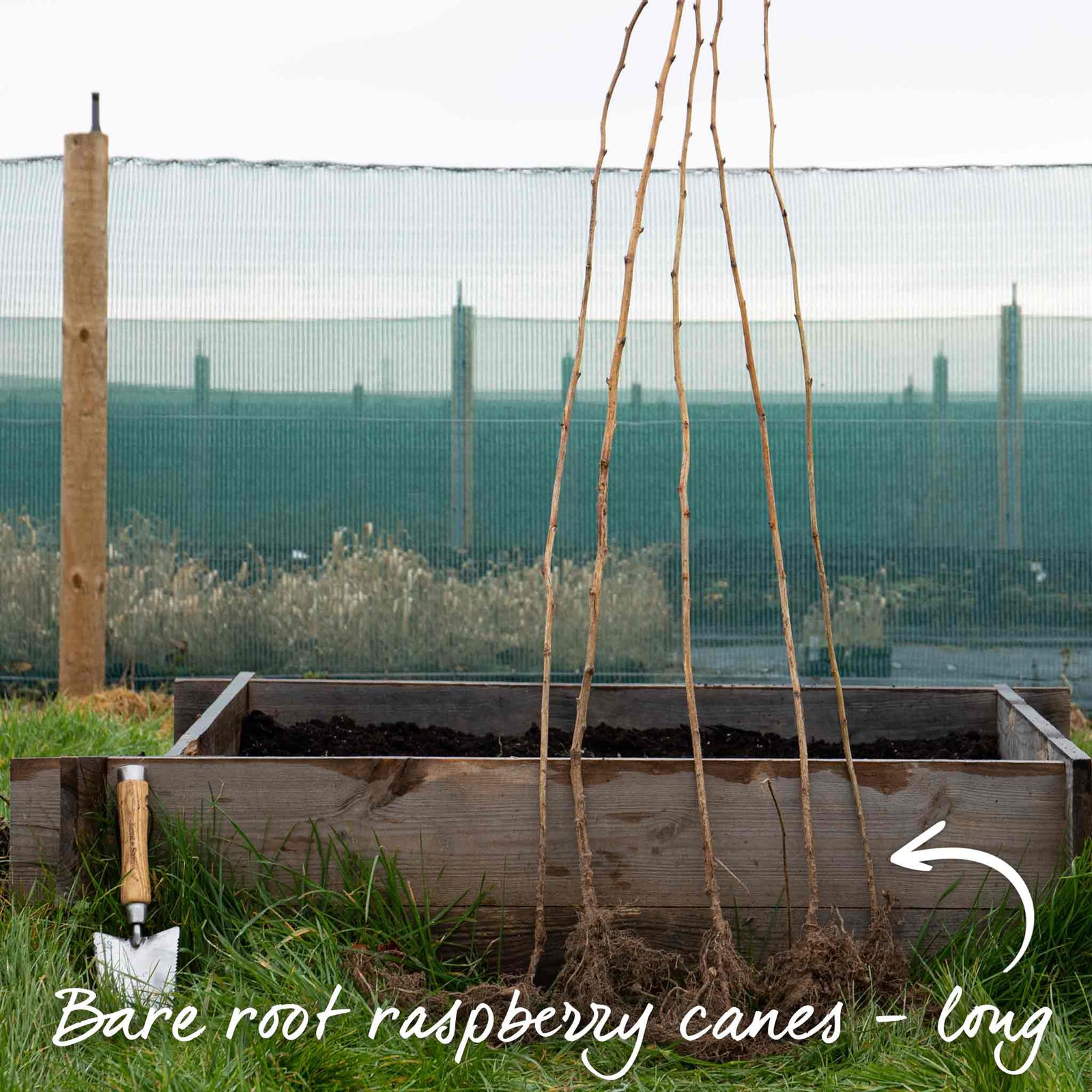 Raspberry 'tulameen' Plant | 5 x Bare Root