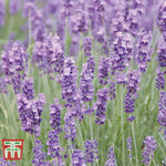 Lavender Munstead Plants | Set-of-12