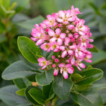 Escallonia Leavis 'pink Elle' - Compact Evergreen Shrub | 1 x 9cm | Green & Pink