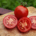 Grafted Cordon Tomato 'resibella' - Blight-resistant, Heavy-yielding 7cm Plant | Set of 1