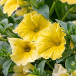 Petunia 'bees Knees' – Yellow | 12 x Plug Plants | Yellow