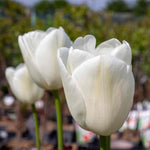 Tulip Clearwater - 1pure White, 50-100 Cm | Set of 10 | White