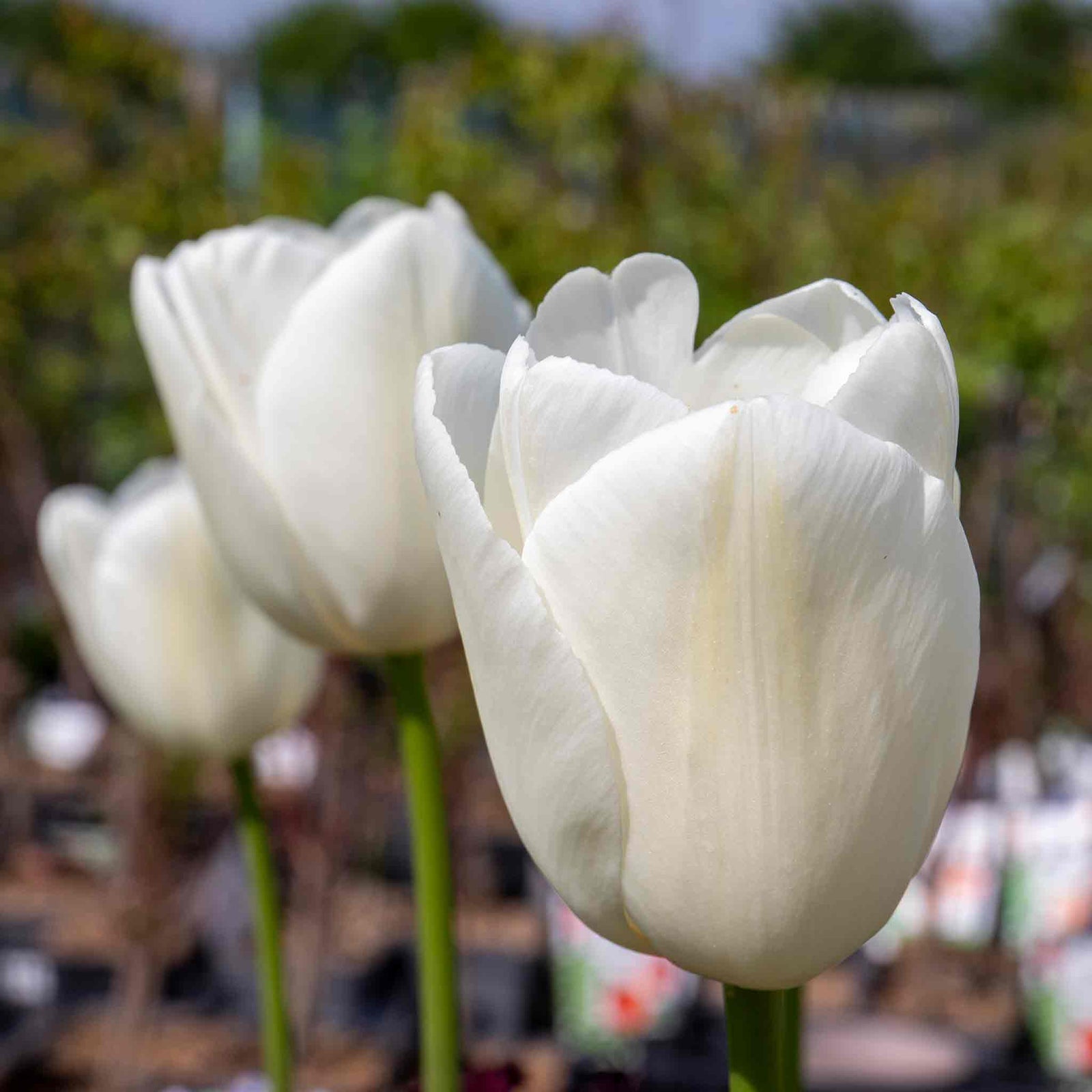 Tulip Clearwater - 1pure White, 50-100 Cm | Set of 10 | White