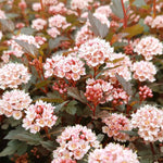 Physocarpus 'little Joker' Compact Red-foliage Shrub 50cm | 1 x 3L | Red