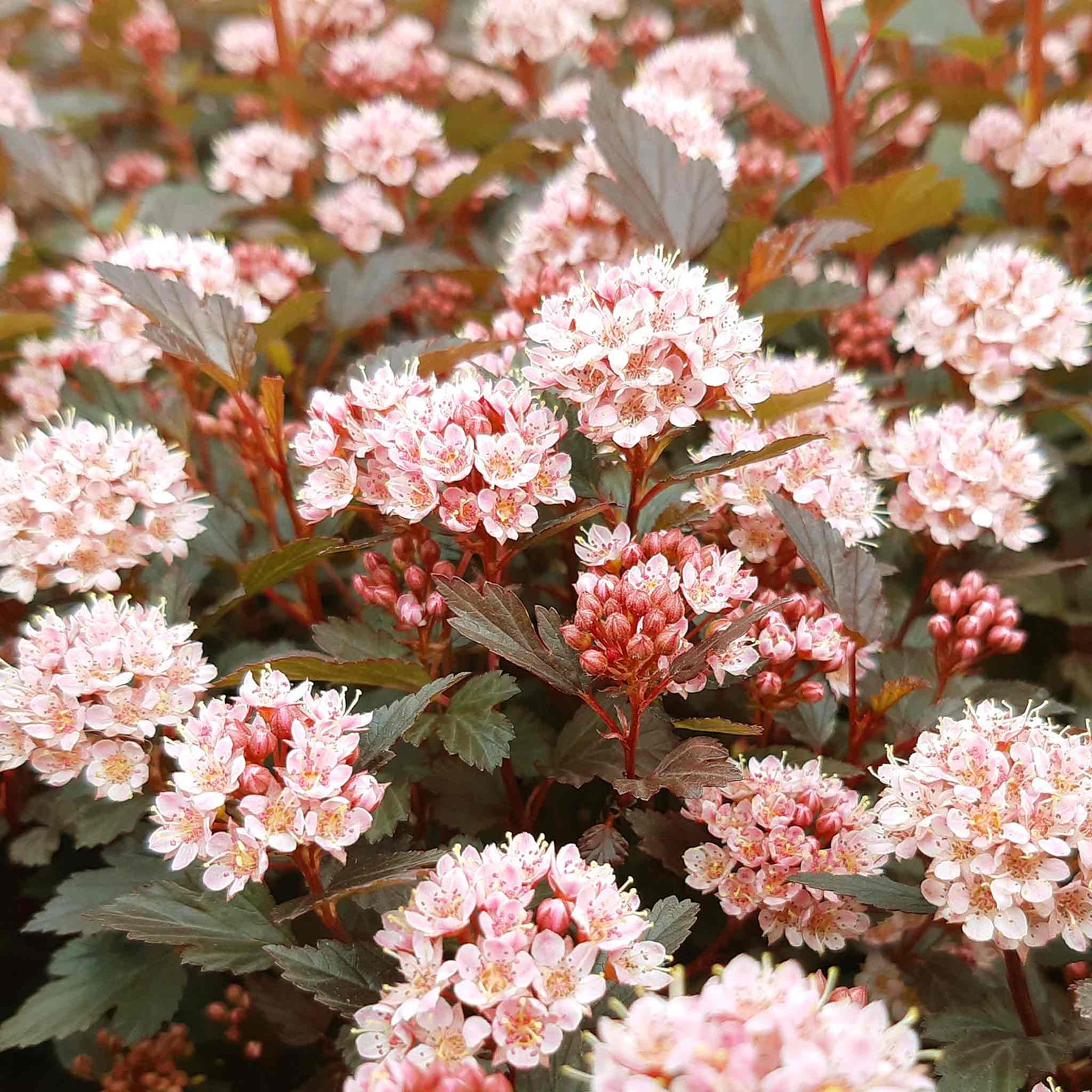 Physocarpus 'little Joker' Compact Red-foliage Shrub 50cm | 1 x 3L | Red