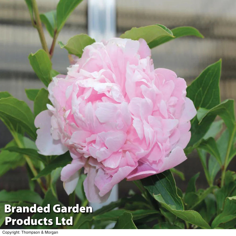 Thompson & Morgan Peony Double Collection  - 3 Plants (white, Pink, Red)