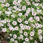 Petunia 'vista Silverberry', Trailing Silvery-white Blooms | 12 x Plug Plants | Multi