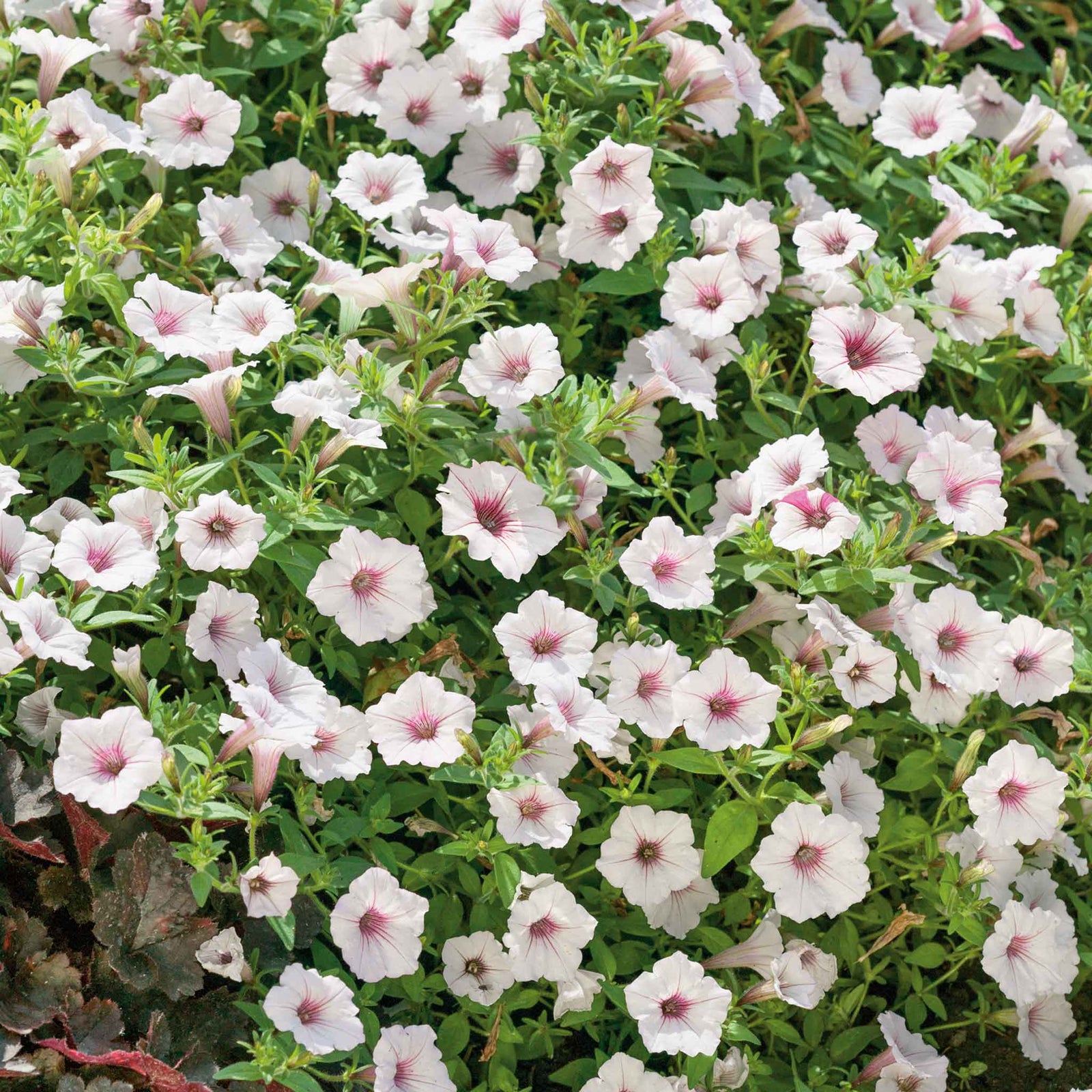 Petunia 'vista Silverberry', Trailing Silvery-white Blooms | 12 x Plug Plants | Multi
