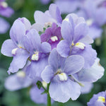Hayloft Nemesia Melody Collection - 9 Young Plants 3 Of Each Colour