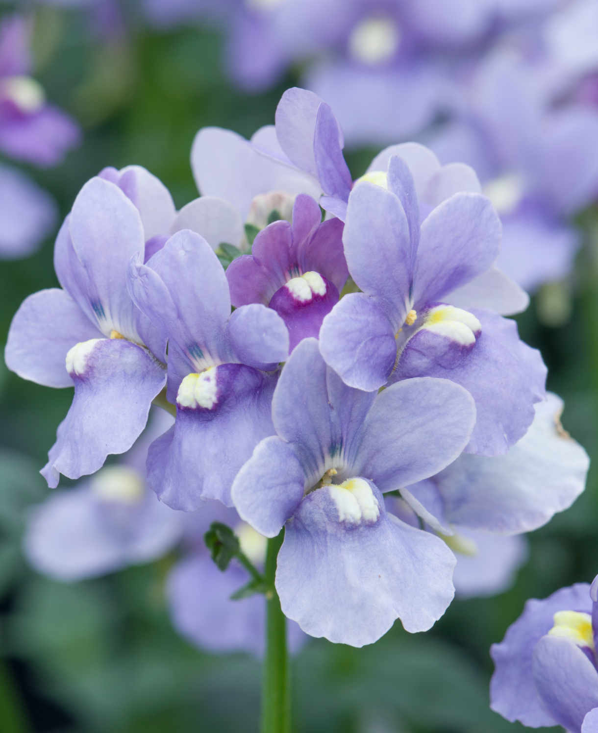 Hayloft Nemesia Melody Collection - 9 Young Plants 3 Of Each Colour